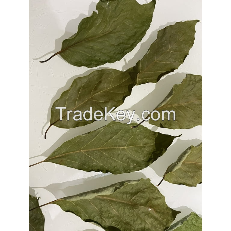 ALL-NATURAL DRIED AVOCADO LEAVES / FRAGRANT AND PURE / GREAT WHOLESALE PRICE / MADE IN VIETNAM