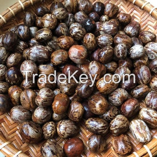 NATURAL AND VIABLE RUBBER SEEDS / FARMER-APPROVED / AFFORDABLE VALUE / MADE IN VIETNAM