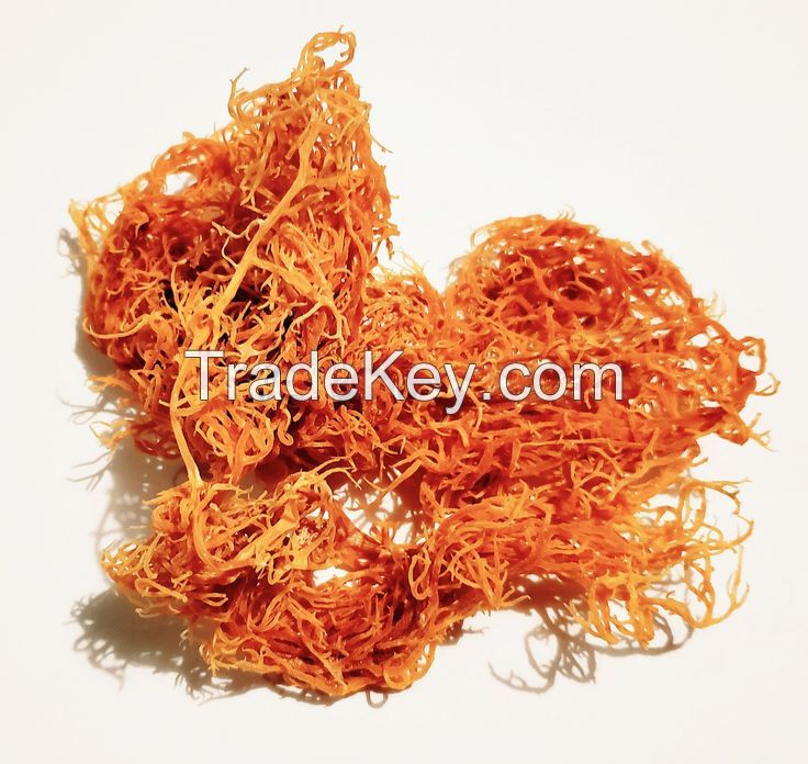 RICH AND NUTRIENT-DENSE WILDCRAFTED SEA MOSS / ECO-FRIENDLY HARVESTING / MADE IN VIETNAMRICH AND NUTRIENT-DENSE WILDCRAFTED SEA MOSS / ECO-FRIENDLY HARVESTING / MADE IN VIETNAM