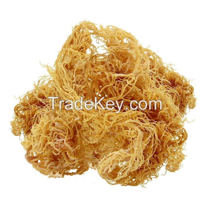 RICH AND NUTRIENT-DENSE WILDCRAFTED SEA MOSS / ECO-FRIENDLY HARVESTING / MADE IN VIETNAMRICH AND NUTRIENT-DENSE WILDCRAFTED SEA MOSS / ECO-FRIENDLY HARVESTING / MADE IN VIETNAM