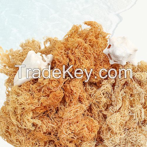 RICH AND NUTRIENT-DENSE WILDCRAFTED SEA MOSS / ECO-FRIENDLY HARVESTING / MADE IN VIETNAMRICH AND NUTRIENT-DENSE WILDCRAFTED SEA MOSS / ECO-FRIENDLY HARVESTING / MADE IN VIETNAM