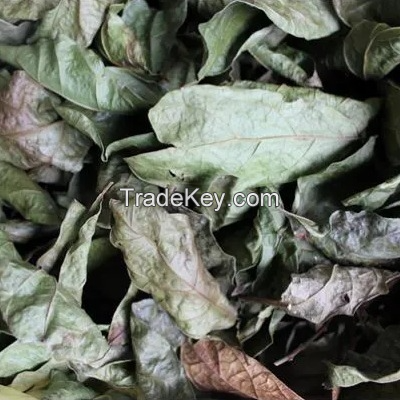 HANDPICKED DRIED CELASTRUS HINDSII / AUTHENTIC VIETNAMESE HERB / ECONOMICAL VALUE / PREMIUM QUALITY