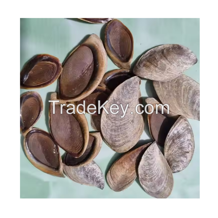 AUTHENTIC MUREX OPERCULUM SHELLS / UNIQUE DESIGN / EXCEPTIONAL VALUE / MADE IN VIETNAM