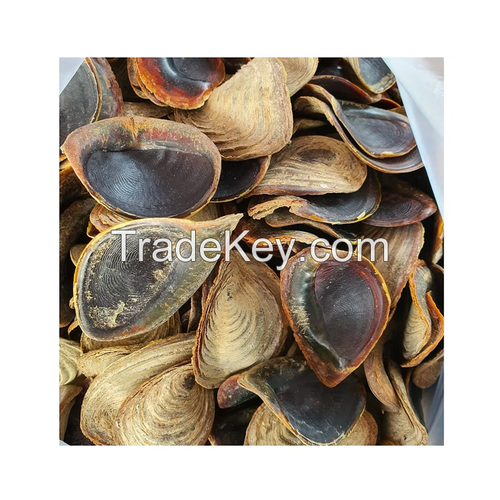 AUTHENTIC MUREX OPERCULUM SHELLS / UNIQUE DESIGN / EXCEPTIONAL VALUE / MADE IN VIETNAM