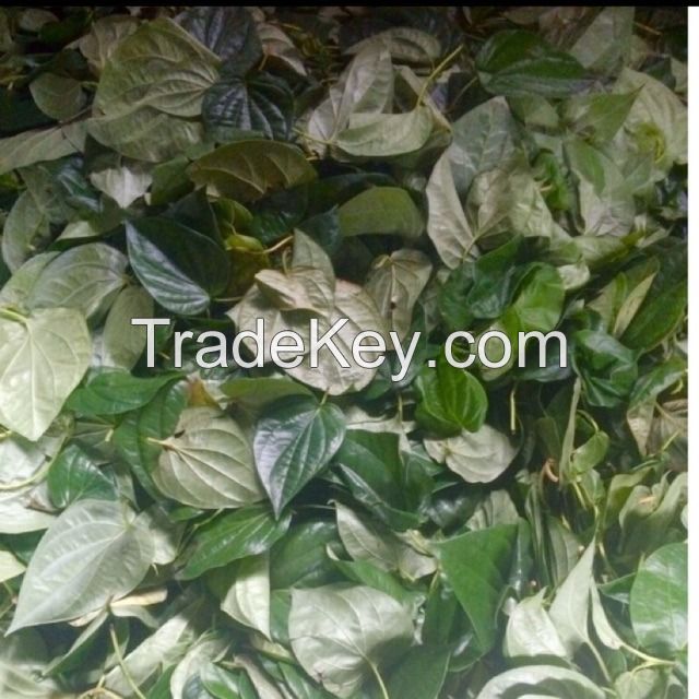 PURE DRIED BETEL LEAVES / FAMILY RECIPE / AFFORDABLE PRICE / MADE IN VIETNAM