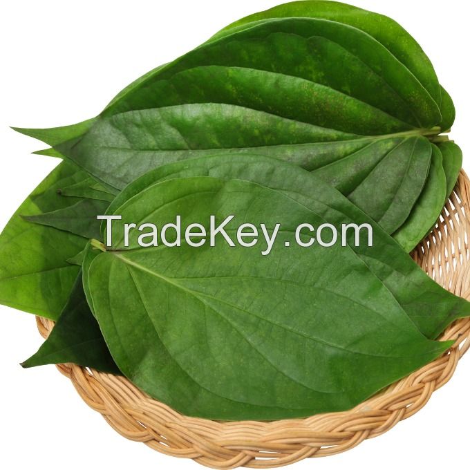 PURE DRIED BETEL LEAVES / FAMILY RECIPE / AFFORDABLE PRICE / MADE IN VIETNAM