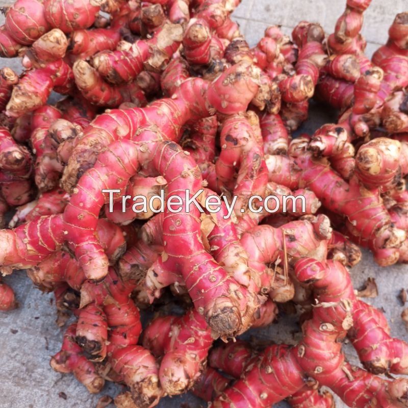 ORGANIC SOURCE, FRESH GALANGAL ROOT FOR ASIAN CUISINE, SOUP BASE, AND HEALTHY LIFESTYLE