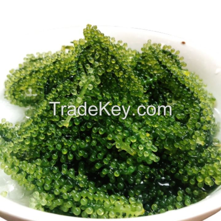 ORGANIC GRAPE SEAWEED, HANDPICKED FROM THE SEA, A NATURAL FOOD FOR ENHANCING YOUR DIET