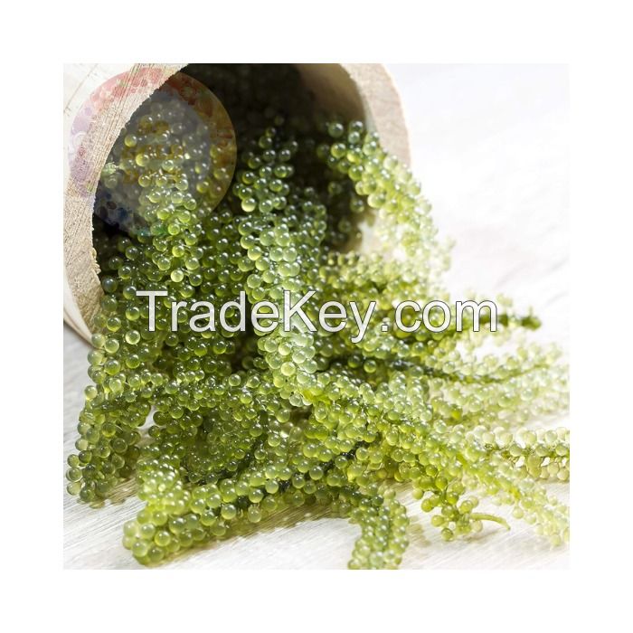 ORGANIC GRAPE SEAWEED, HANDPICKED FROM THE SEA, A NATURAL FOOD FOR ENHANCING YOUR DIET