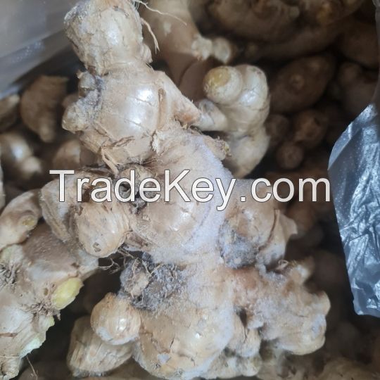 FRESH-CUT FROZEN GINGER / DIGESTION SUPPORT / CLEAN LABEL / WHOLE FOOD