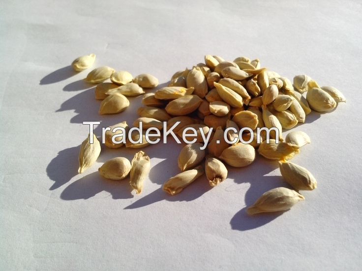NATURAL ORANGE SEED EXTRACT / IMMUNE SUPPORT / CLEAN LABEL / NON-GMO