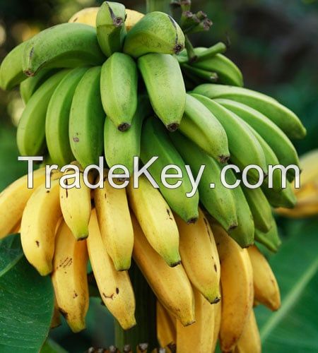 FRESH CAVENDISH BANANA / NATURAL SWEETNESS / CLEAN LABEL / NON-GMO