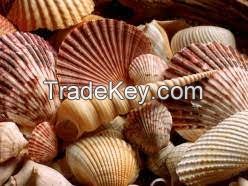SELECTED SEASHELLS / COASTAL CHARM / HANDMADE CRAFTS / SUSTAINABLE MATERIALS