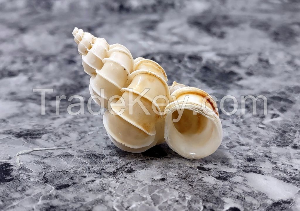 SELECTED SEASHELLS / COASTAL CHARM / HANDMADE CRAFTS / SUSTAINABLE MATERIALS