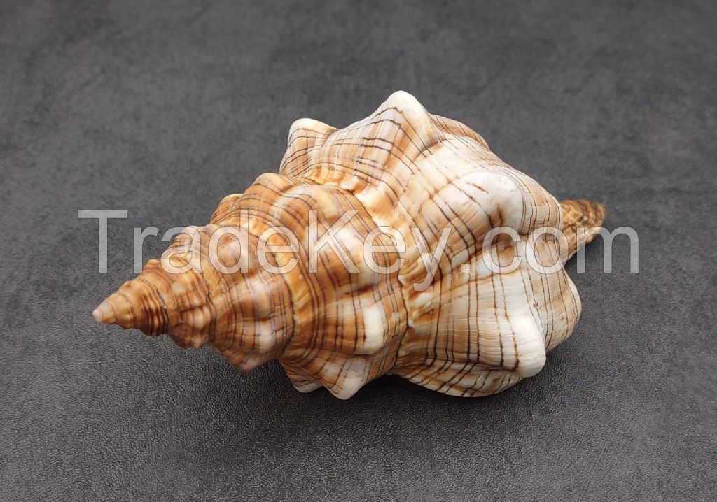 SELECTED SEASHELLS / COASTAL CHARM / HANDMADE CRAFTS / SUSTAINABLE MATERIALS