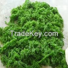 CLEAN MARINE ULVA LEAVES / NATURAL SEA VEGETABLE / PLANT-DERIVED PRODUCT