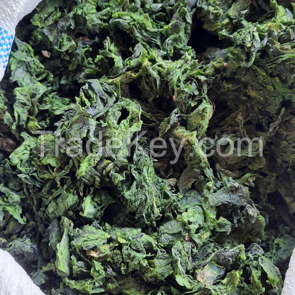 CLEAN MARINE ULVA LEAVES / NATURAL SEA VEGETABLE / PLANT-DERIVED PRODUCT