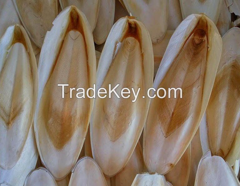 RAW CUTTLEFISH BONE / SHELL REINFORCEMENT / PURE FORMULA / MARINE-BASED