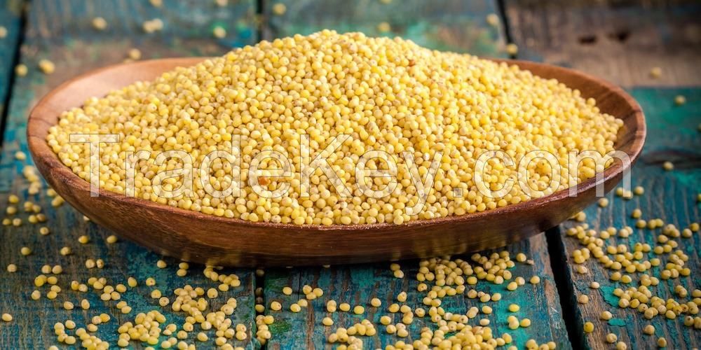 PREMIUM DRIED MILLET / NON-GMO / ADDITIVE-FREE / HIGH QUALITY