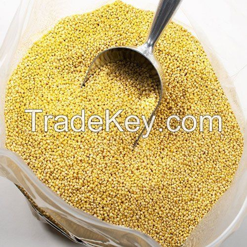 PREMIUM DRIED MILLET / NON-GMO / ADDITIVE-FREE / HIGH QUALITY