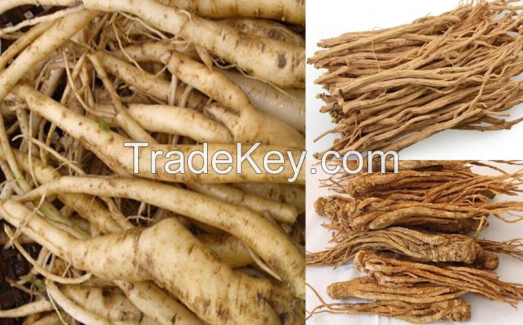DANG SHEN / PURE ROOT / NON-GMO / NATURAL GRADE