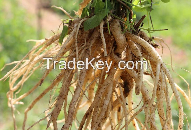 DANG SHEN / PURE ROOT / NON-GMO / NATURAL GRADE