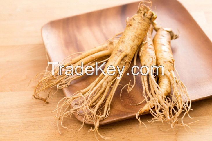 DANG SHEN / PURE ROOT / NON-GMO / NATURAL GRADE