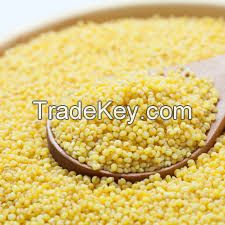 PREMIUM DRIED MILLET / NON-GMO / ADDITIVE-FREE / HIGH QUALITY