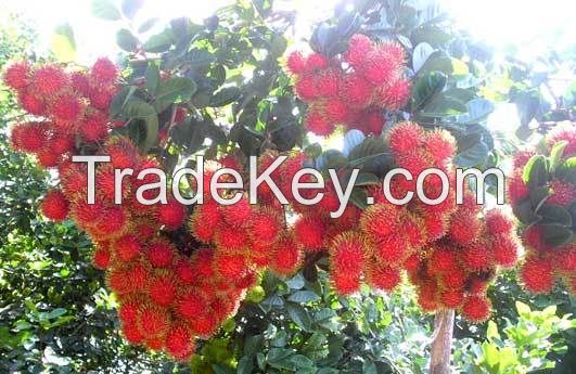 SWEET CANNED RAMBUTAN
