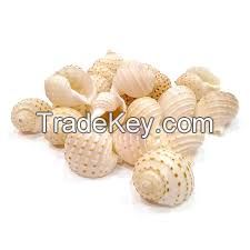 Dried Ocean Shells / Natural Texture Collection