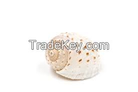 Dried Ocean Shells / Natural Texture Collection