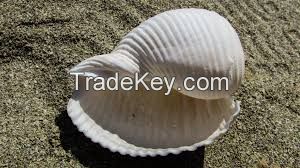 Dried Ocean Shells / Natural Texture Collection