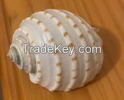Dried Ocean Shells / Natural Texture Collection