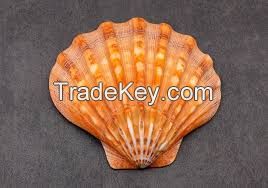 Botanic Shell Extracts  Clean Label Guaranteed