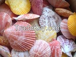 Pure Botanical Shells For Wellness Support