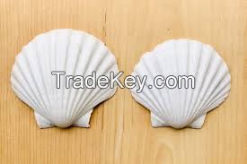 Botanic Shell Extracts  Clean Label Guaranteed