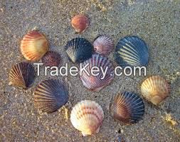 Botanic Shell Extracts  Clean Label Guaranteed