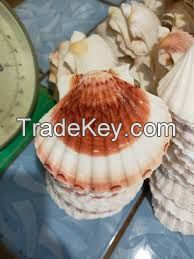Botanic Shell Extracts  Clean Label Guaranteed