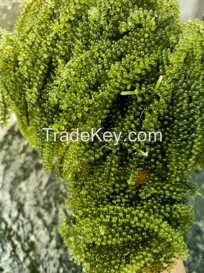 PREMIUM GRAPE SEAWEED / PLANT-SOURCED / ADDITIVE-FREE / CLEAN FOOD