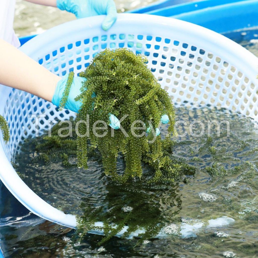 PREMIUM GRAPE SEAWEED / PLANT-SOURCED / ADDITIVE-FREE / CLEAN FOOD