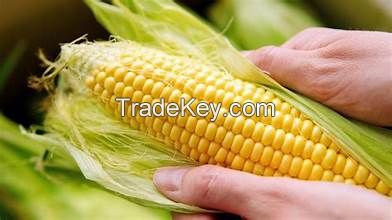 PREMIUM GOLD CORN / FROZEN FRESH / WHOLE PLANT SOURCE
