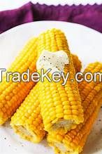 PREMIUM GOLD CORN / FROZEN FRESH / WHOLE PLANT SOURCE