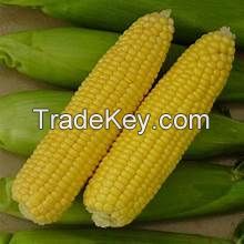 PREMIUM GOLD CORN / FROZEN FRESH / WHOLE PLANT SOURCE