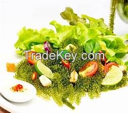 PREMIUM GRAPE SEAWEED FROM CLEAN SEA / PLANT-BASED SUPERFOOD / READY TO ENJOY