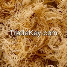 DRIED GOLDEN SEA MOSS / NATURAL WELLNESS / CLEAN LABEL / VEGAN ORIGIN