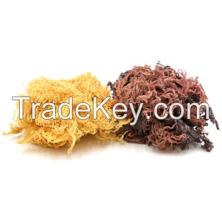 DRIED GOLDEN SEA MOSS / NATURAL WELLNESS / CLEAN LABEL / VEGAN ORIGIN