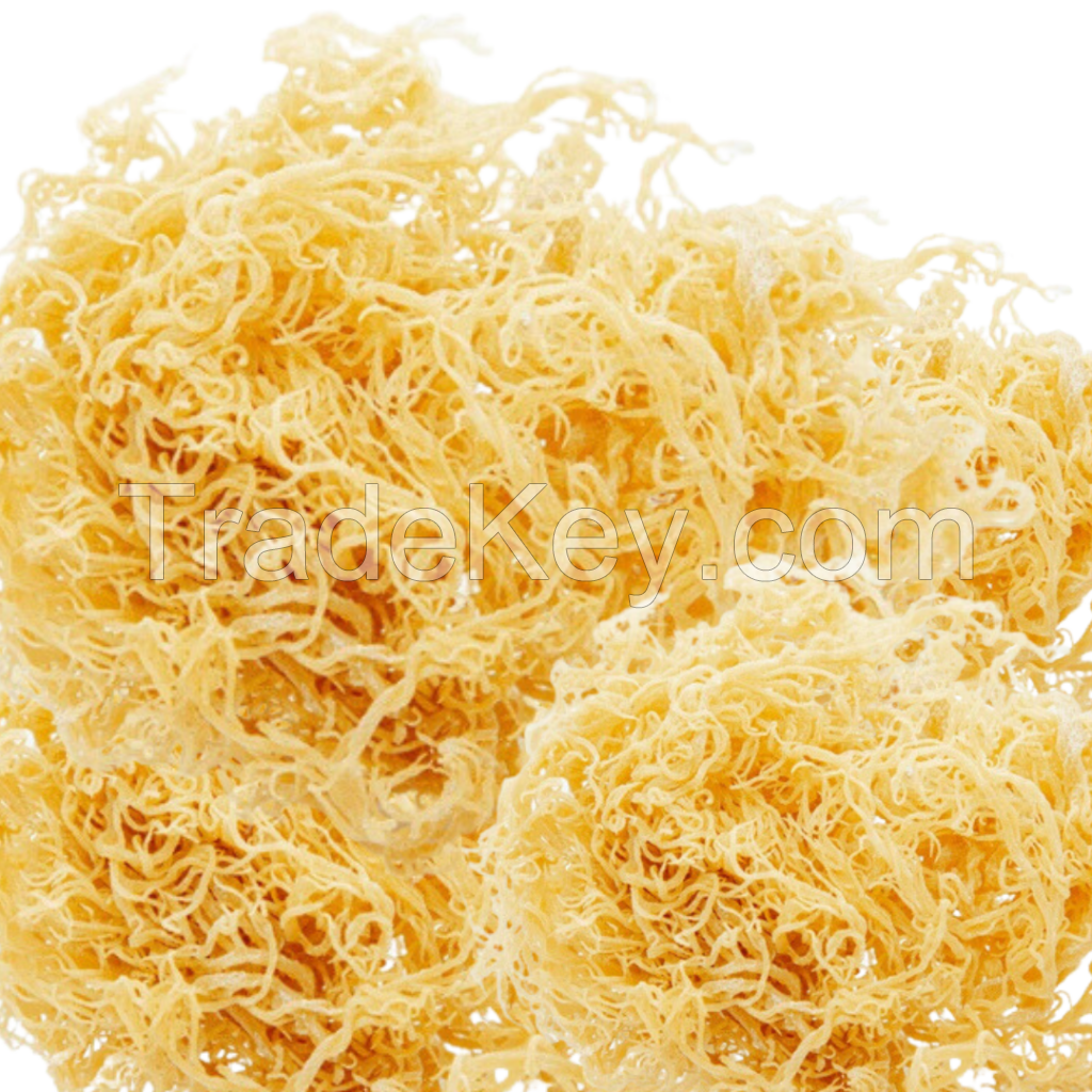 DRIED GOLDEN SEA MOSS / NATURAL WELLNESS / CLEAN LABEL / VEGAN ORIGIN