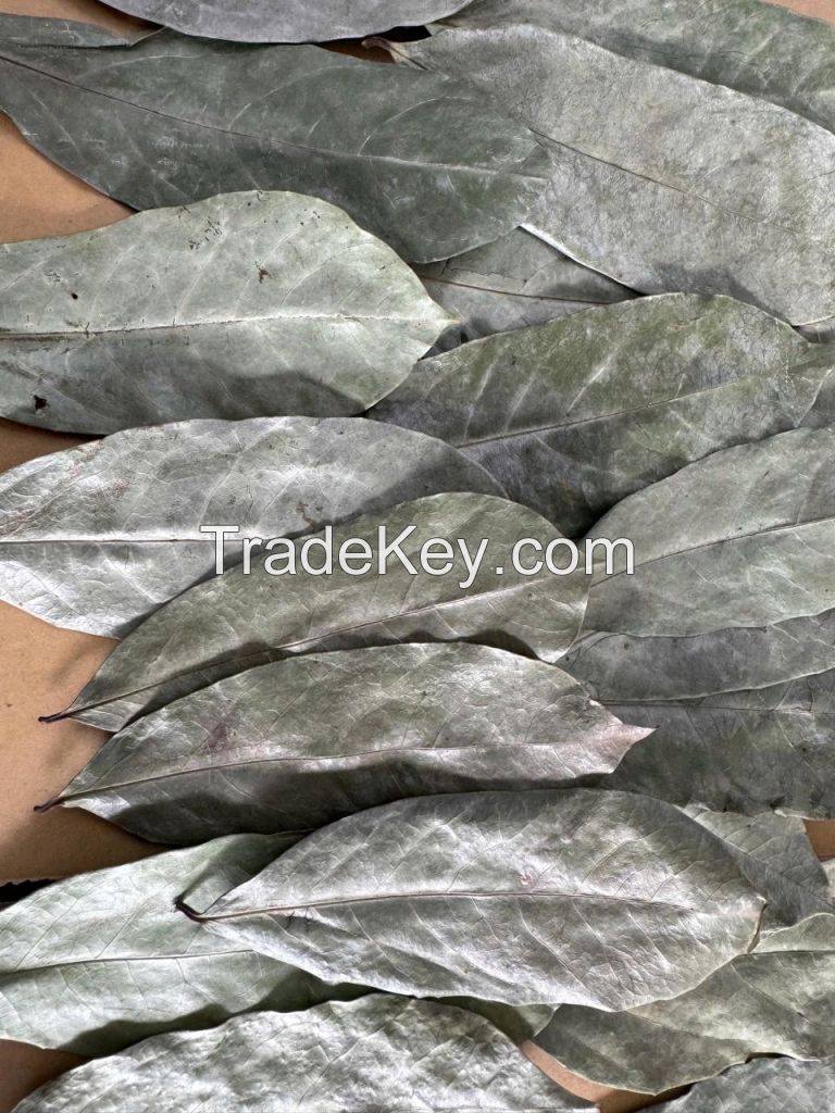 AIR-DRIED SOURSOP LEAF / NATURAL SOURCE / CLEAN PLANT / TEA FRIENDLY