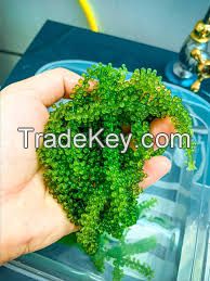 CLEAN OCEAN GREEN CAVIAR / SEA GRAPE STYLE / PLANT GOODNESS