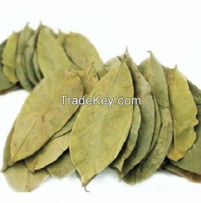 AIR-DRIED SOURSOP LEAF / NATURAL SOURCE / CLEAN PLANT / TEA FRIENDLY
